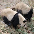 Adult pandas