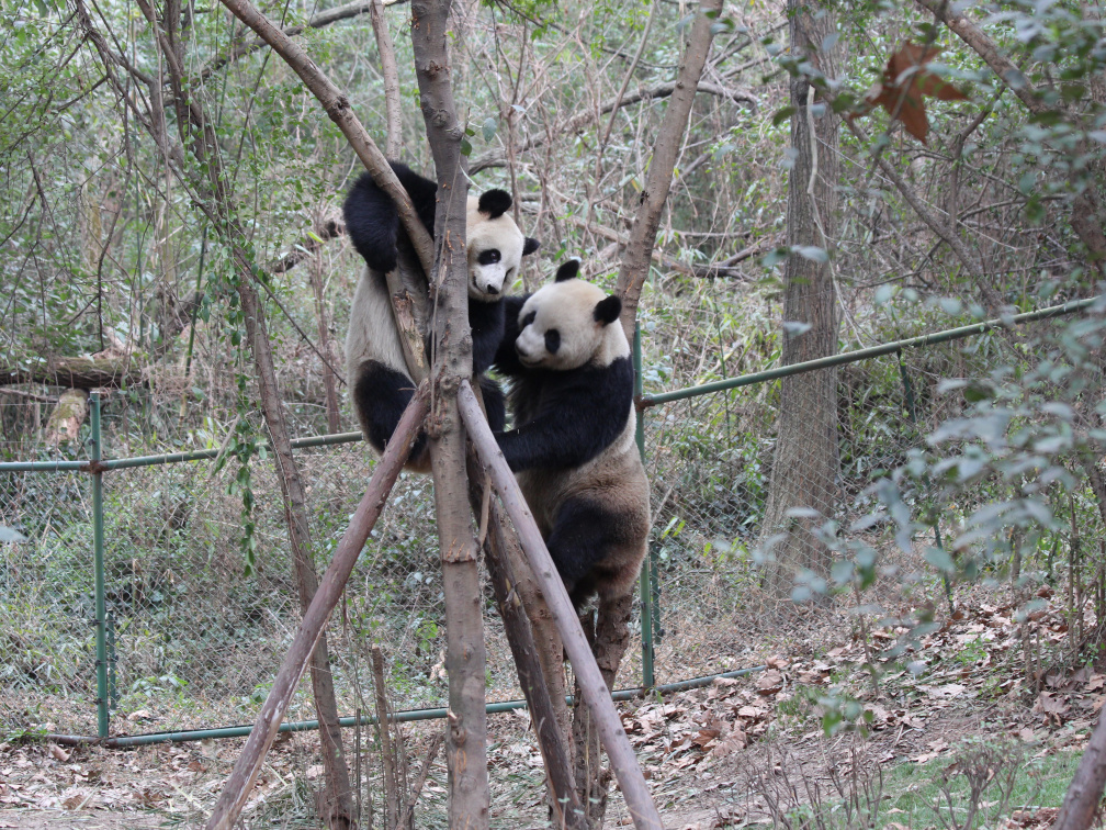 Two young pandas climbing