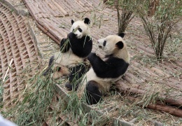 Chengdu Giant Pandas