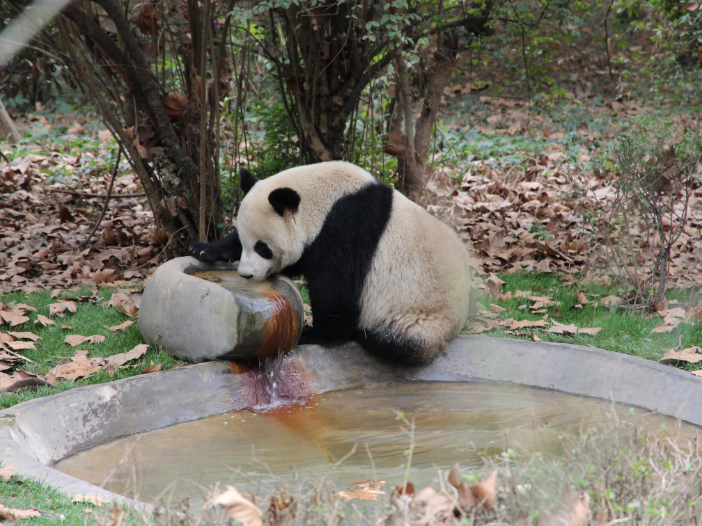 Panda drinking