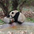 Panda drinking