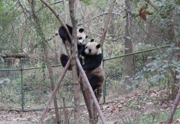 Two young pandas climbing