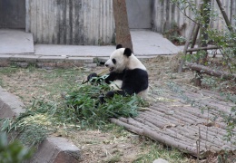 Eating bamboo
