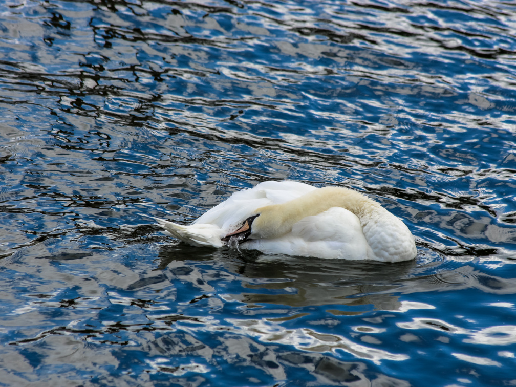 Swan cleaning