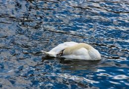 Swan cleaning