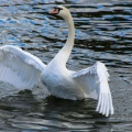 Swan stretching wings