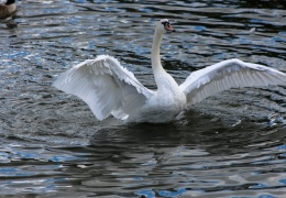 Swan stretching wings