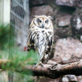 Striped Owl