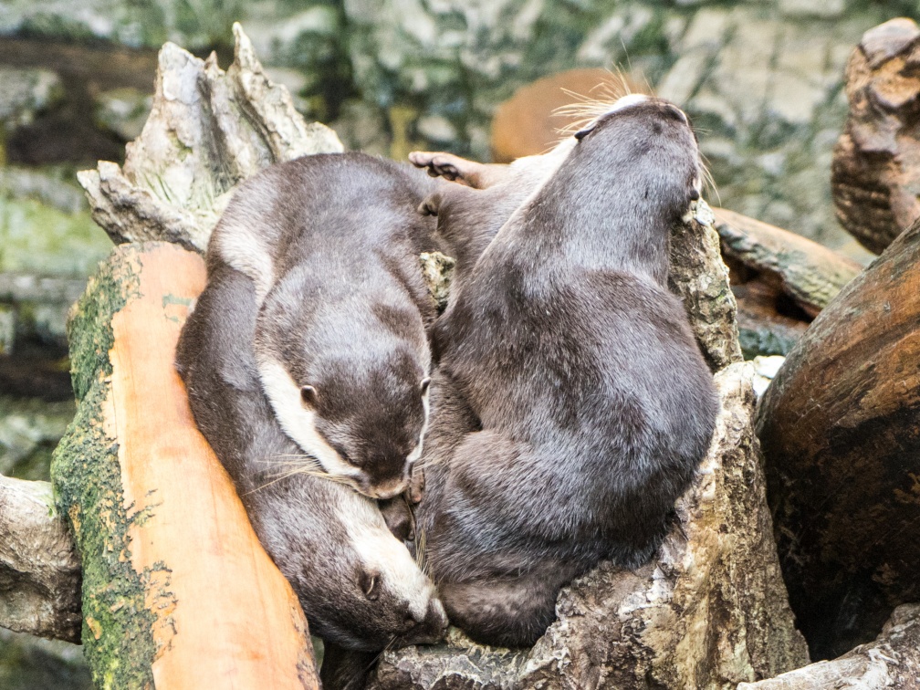 A pile of otters