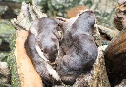 A pile of otters